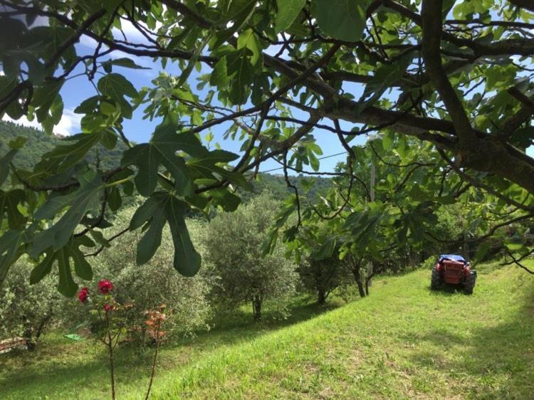 Apartment Cimbora, Salara Farmhouse Koper Zewnętrze zdjęcie