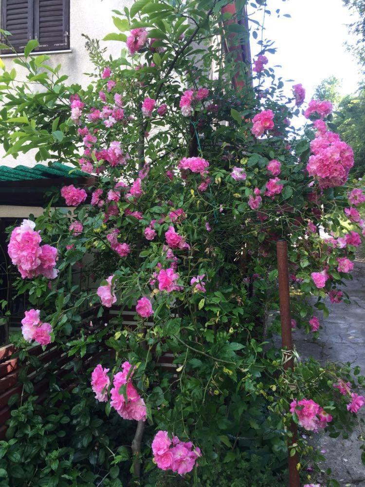 Apartment Cimbora, Salara Farmhouse Koper Zewnętrze zdjęcie